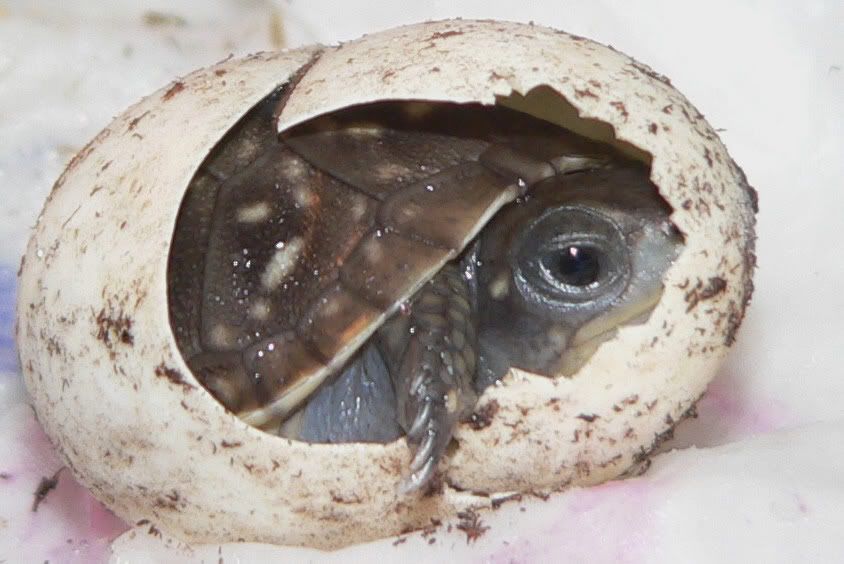 Complete Tortoise egg hatching Incubator egg